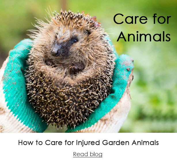 How to Care for Injured Garden Animals