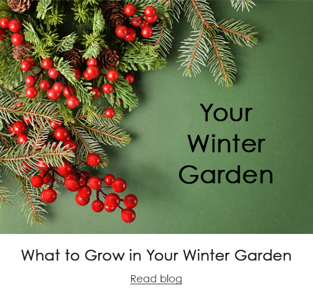 5 Plants for Your Winter Garden